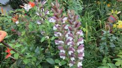 Acanthus Bärenklau , Acanthus Bärenklau ,