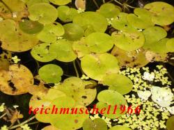 Froschbiss Froschbiss