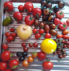 versch. Tomaten; Anna Russian, Mama Leone u. a. versch. Tomaten; Anna Russian, Mama Leone u. a.