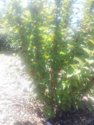 Korea Kirsche, Filzkirsche Nanking Cherry Korea Kirsche, Filzkirsche Nanking Cherry