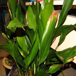 Schusterpalme Schusterpalme