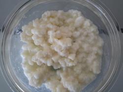 Milchkefir Milchkefir