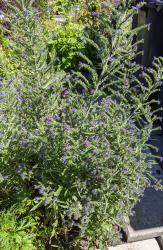Natternkopf Echium vulgare Natternkopf Echium vulgare