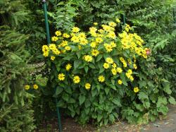 Staudensonnenblume Staudensonnenblume