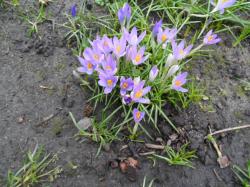 Elfenkrokusse Elfenkrokusse