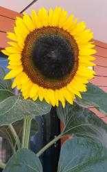 Sonnenblume "Atlanta" Sonnenblume "Atlanta"