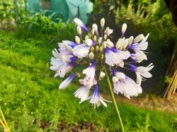 2 Sorten Schmucklilien-weiß/blau 2 Sorten Schmucklilien-weiß/blau