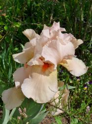 Iris Edward of Windsor Iris Edward of Windsor