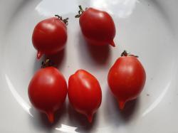 6Tomaten-Lagertom.+GreenTiger+ 6Tomaten-Lagertom.+GreenTiger+