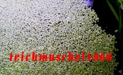 Teichlinsen Teichlinsen