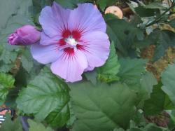 Hibiskus Hibiskus