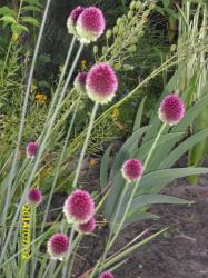 Trommelstockallium Trommelstockallium