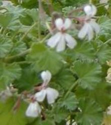 Eukalyptusduftpelargonie Eukalyptusduftpelargonie