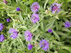 Kornblume blau lila/ Berg-Flockenblume Kornblume blau lila/ Berg-Flockenblume