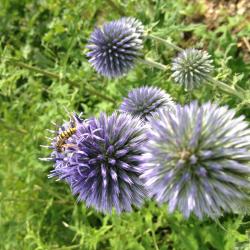 2 Ableger der blauen Kugeldistel