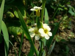 Gestreiftes Grasschwertel