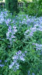 blaue Färberhülse blaue Färberhülse