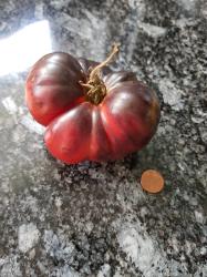 Tomate Amethyst Jewel Tomate Amethyst Jewel