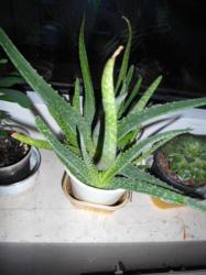 Kindel Aloe Vera Kindel Aloe Vera