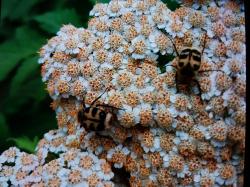 Großblättrige Wucherblume Großblättrige Wucherblume