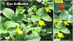 Ziererdbeere, Indische Scheinerdbeere Ziererdbeere, Indische Scheinerdbeere