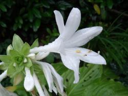 Lilienfunkie Hosta Lilienfunkie Hosta