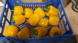 Paprika und Chilli Paprika und Chilli