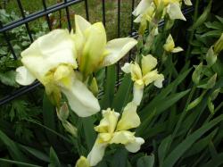 Iris-Mix Historisch Iris-Mix Historisch