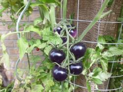 Blaue Tomate OSU Blue P20 Blaue Tomate OSU Blue P20