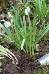 Schneeglöckchenzwiebel frisch gestochen Schneeglöckchenzwiebel frisch gestochen