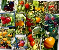 5 x 5 Tomatensamen nach Wahl Ernte 2018 5 x 5 Tomatensamen nach Wahl Ernte 2018