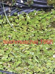 Froschbiss Froschbiss