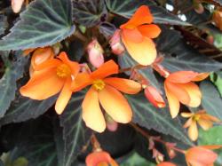 Begonie Glowing Embers Begonie Glowing Embers