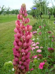 Blumensamen Lupine pink mit rotem Blütenteil - winterhart Blumensamen Lupine pink mit rotem Blütenteil - winterhart