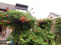 Trompetenblume Samen Trompetenblume Samen