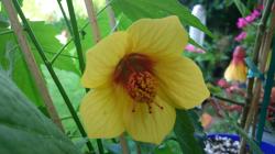 Abutilon Schönmalve " Kentish Belle " Abutilon Schönmalve " Kentish Belle "