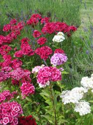 Samen Bartnelken Mischung alle Farben winterhart Samen Bartnelken Mischung alle Farben winterhart