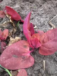 Rote Melde Rote Melde