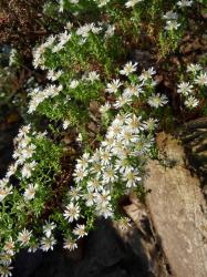Teppich Aster 'Snowflurry' - Abstich Teppich Aster 'Snowflurry' - Abstich