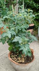 Tomate Tiny Tim Tomate Tiny Tim