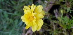 hellgelbe Tagetes/Studentenblumen hellgelbe Tagetes/Studentenblumen
