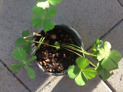 Sushni,Gotu Kola , Murdannia Sushni,Gotu Kola , Murdannia