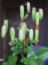Kalanchoe Kalanchoe
