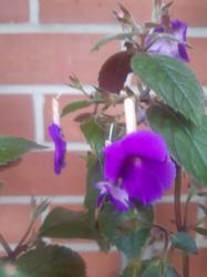 Achimenes Purple King+Zugabe Achimenes Purple King+Zugabe