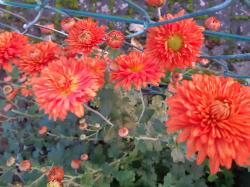 orange-farbene Chrysanthemen orange-farbene Chrysanthemen
