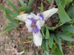 Zwerg Iris Zwerg Iris