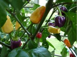 Chili Chinese Five Color Chili Chinese Five Color