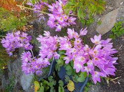 Herbst - Zeitlose Herbst - Zeitlose