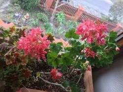 Zwergpelargonie Bronce Butterfly Zwergpelargonie Bronce Butterfly