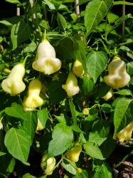 Glocken-Chili Aji White Fantasy Glocken-Chili Aji White Fantasy